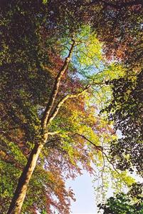 Tree with colourful foliage