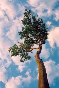 Tree against white clouds in blue sky, Brockwood