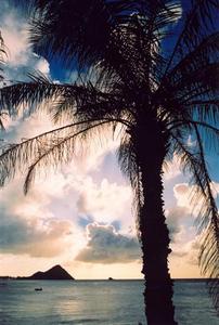 Back lit palm tree, sun behind clouds, Sta. Lucia