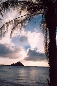 Back lit palm tree, sun behind clouds, Sta. Lucia