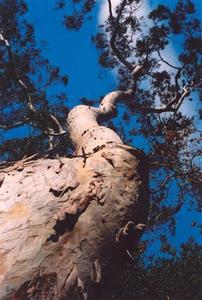 Winding tree trunk against blue sky