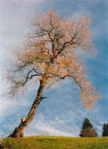 Leaning Cherry tree in autumn