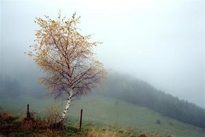 Birch with yewllow leaves on a misty hill
