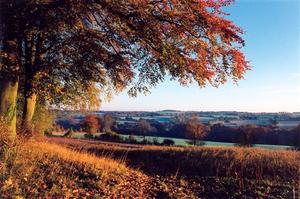 Sunset on fields and copper beech trees