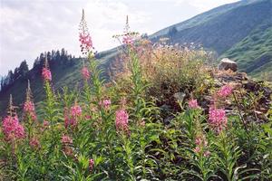 Pink flowers