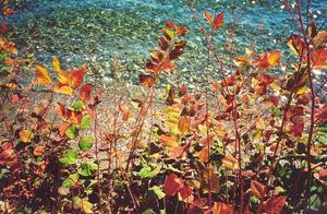 Close up of shore plants with colourful leaves