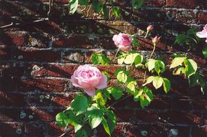 Rose on brick wall