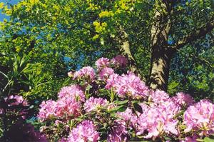 Pink rhododendron flowers and trees angainst bright blue sky