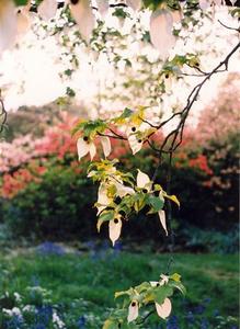 Brach of a Handkerchief tree