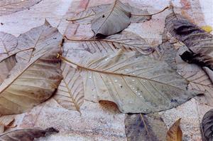 Wet fallen leaves on Buchillon House terrace