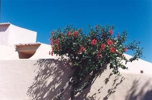 Hibiscus bush against white washed wall and deep blue sky