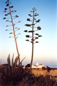 Two cacti flower stems, white buildings