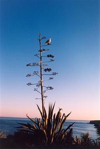 Bird on cactus flower stem, deep blue sky, Algarve