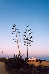 Two cactus flower stems