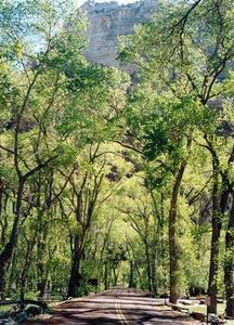 Main road surrounded by trees, Zion