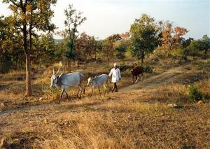 Man walking his cows