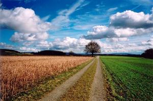 Path towards tree, coulourful fields and cloudy sky