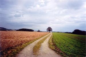 Winding path towards treebetween fields, grey sky