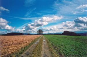 Path towards tree with puddles, colourful fields and sky