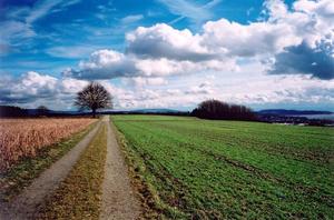 Path towards tree, Lake constanz on the right