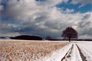 Path towards tree and fields in snow