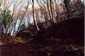 Patterns of trees and rocks