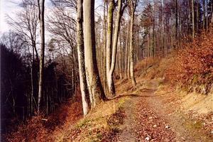 Path thru forest in the sun