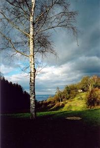 White tree in front of sunny hill and grey clouds