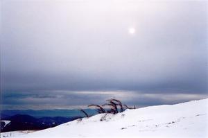 Faint sun thru winter clouds, branches thru snow