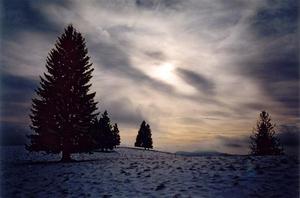 Evening sun thru winter clouds, pine trees and snow