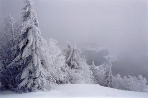 Snow covered trees in fog