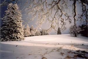 Sun and Grey sky, snow covered trees and fields