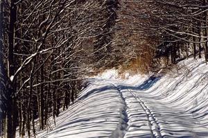 Snow and tree shadow on crosscountry sky piste