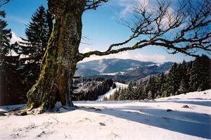 Tree trunk in snow covered black forest