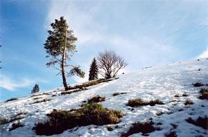Trees on  a snow covered slope