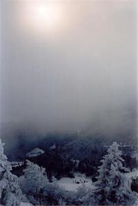 Hazy sun and snow covered forest thru fog