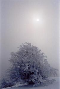 Hazy sun and snow covered tree