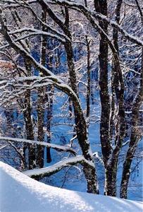 Snow outline on forest trees