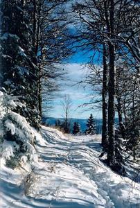 Blue sky view behind snow covered path thru forest