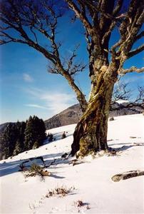 Bare tree in the snow
