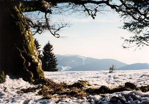 Moss covered tree trunk, snow