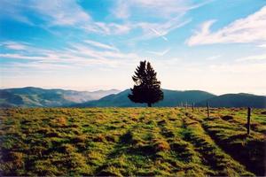 Tree on field, moutains and blue sky