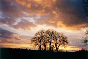 Trees and clouds at sunset