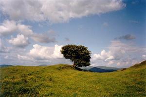 Single tree in meadow, grey clouds on blue sky