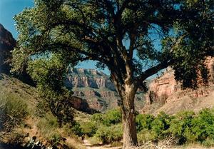 Tree along the pathto the bottom of the Grand Canyon