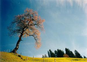 Cherry tree with orange leaves against blue sky