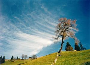 Cherry tree and fields white cloud patterns on deep blue sky