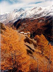 Houses and orange forest under mountains, Zermatt