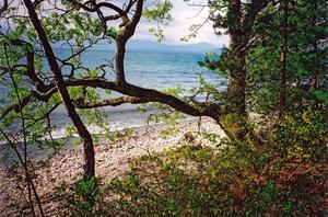 View of lake and french alps thru trees and leaves