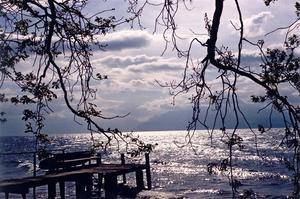 Silver lake thru branches with wooden pier